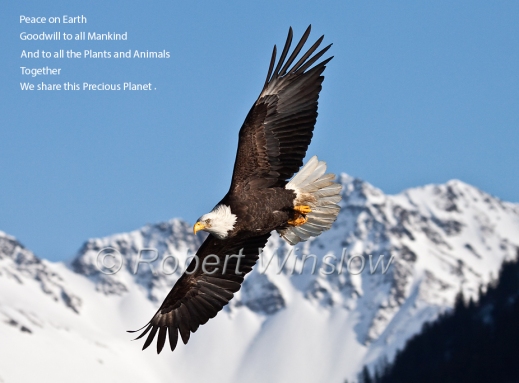 Bald Eagle, Haliaeetus leucocephalus, Flying, Kenai Peninsula, Alaska