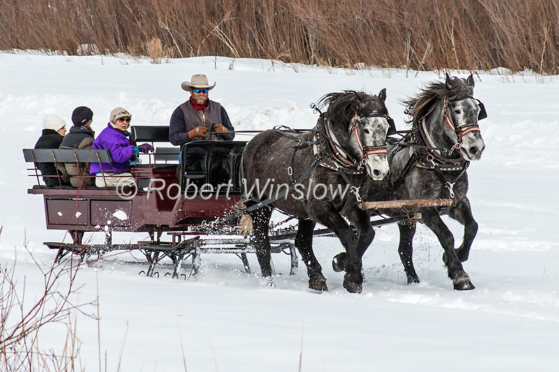 Two Horses Running Fast Pulling a Sleigh, Durango, Colorado, USA, North America