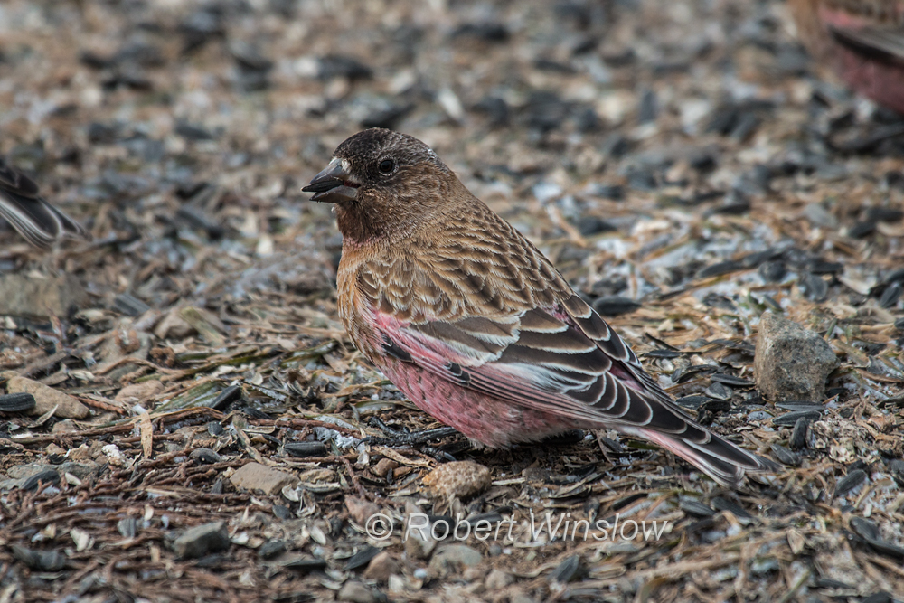 Brown-capped Rosy-Finch 7909W!WM