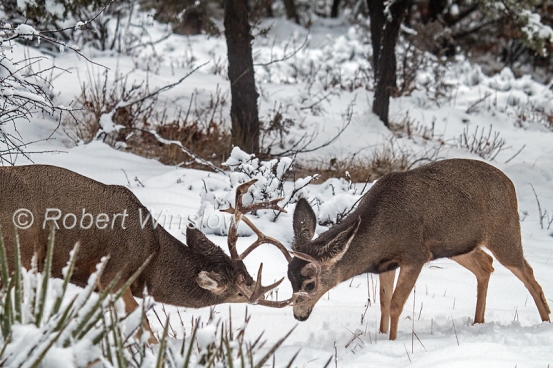 Two Male Mule Deer, Odocoileus hemionus, Fighting, Winter, La Plata County, Colorado, USA, North America