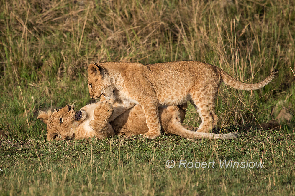 African Lion Cubs1293W1C