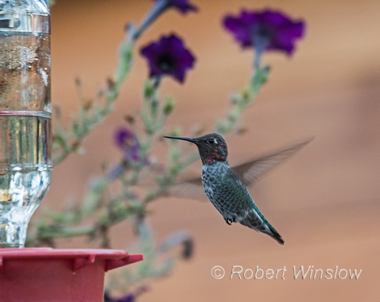 Anna's Hummingbird, Calypte anna, La Plata County, Colorado, USA, North America